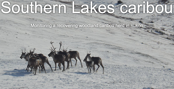 Southern Lake Caribou