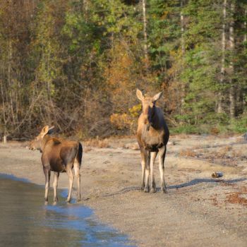 Cow-and-Calf-Moose-2