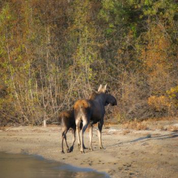 Cow-and-Calf-Moose