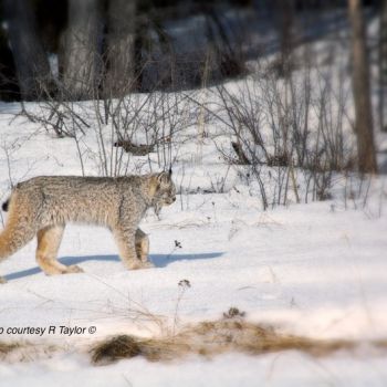 Lynx