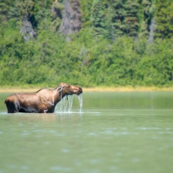 Moose-Eating-Aquatic-Veggies