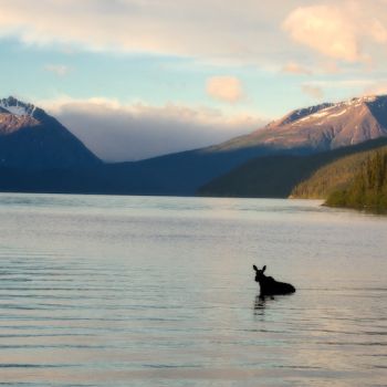 Moose-in-Tagish-Lake