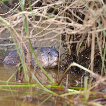 Muskrat