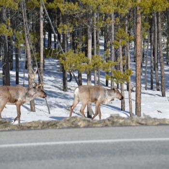 Roadside-Caribou-1