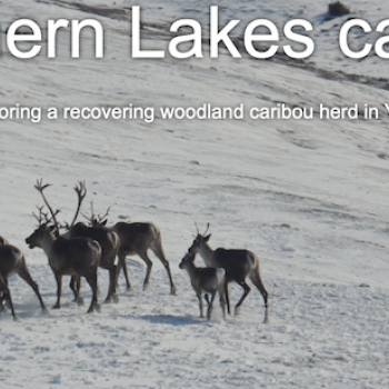 Southern Lake Caribou