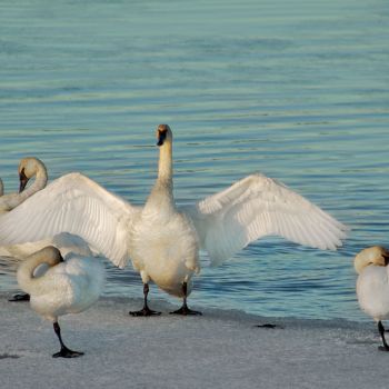 Swans-on-Tagish-River